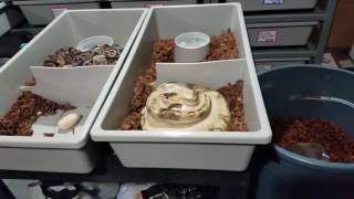 Famous Ball python clutches #3, 4 and 5. Net Worth
