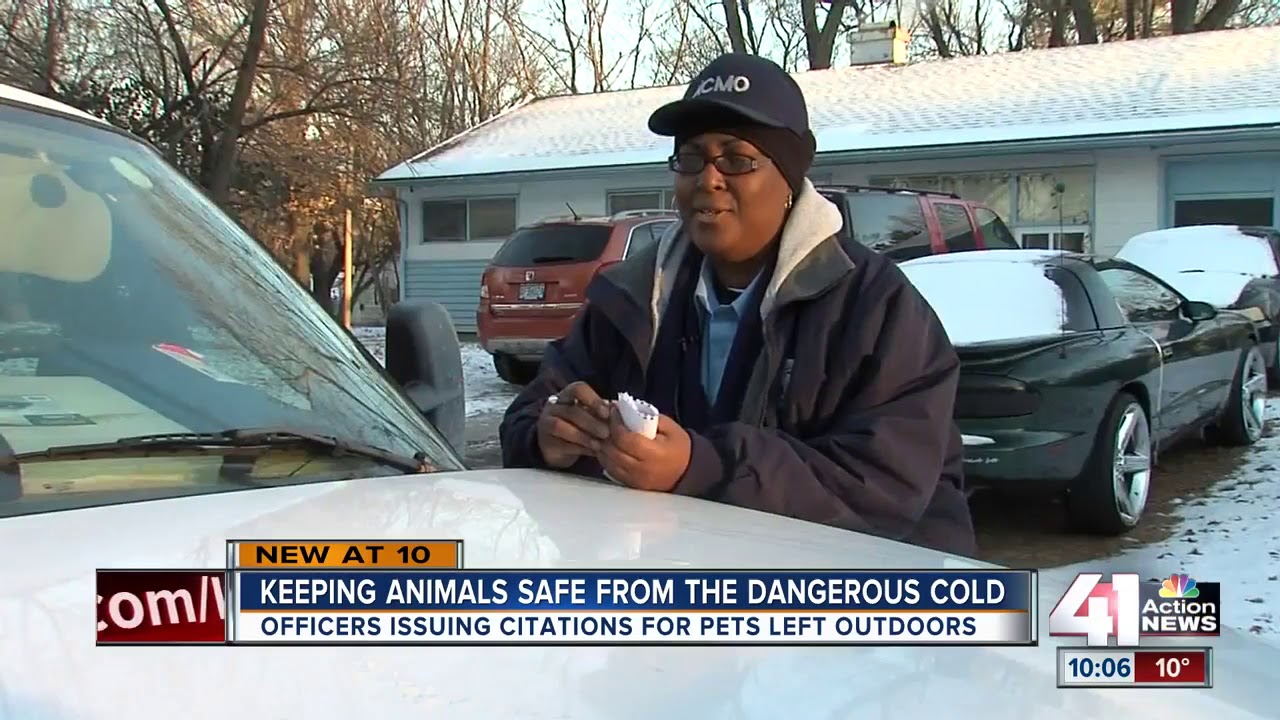 Animal control officers rescue animals from cold - YouTube