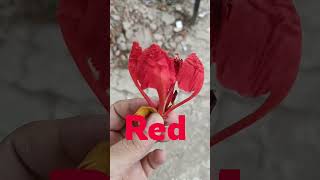 introducing colours name#ncert #subscribemychannel #cbse #coloursnameforkids #virqlshorts #learning