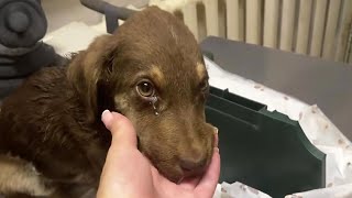 In her last seconds, the puppy remembers her lost mother, she kept crying