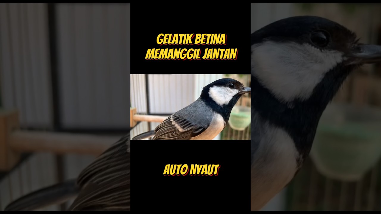 glatik betina auto nyaut 