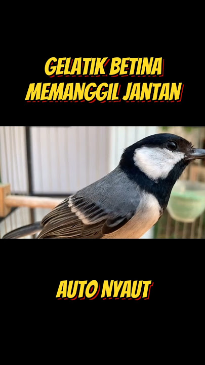 glatik betina auto nyaut #glatik #gelatik #gelatikbatugacor #masteranburung #burungkecil #wucit