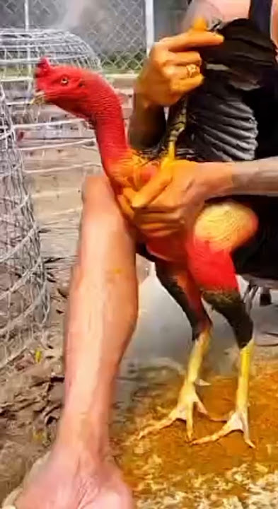 Rahasia Botoh Thailand #video #ayam #perawatanayamlaga #ayamjuara #ramuanalami #shorts #viral