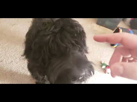 REMINGTON First Video