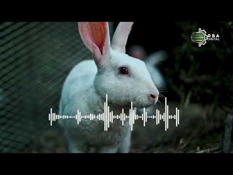 KaziNiKazi Amahirwe Urubyiruko Rufite Mu Gukora Ubuhinzi N Ubworozi Inzozi Zabaye Impamo 