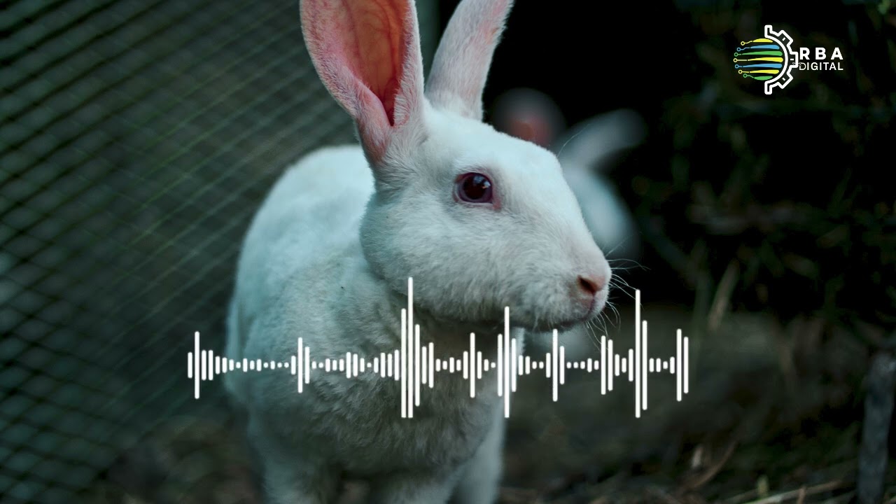 #KaziNiKazi: Amahirwe urubyiruko rufite mu gukora ubuhinzi n'ubworozi | Inzozi zabaye impamo