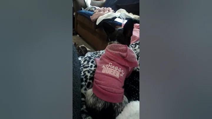 my dog looking for her but scratches lol  I think ...