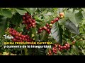 2025: buena producción cafetera y aumento de la inseguridad - TvAgro por Juan Gonzalo Angel