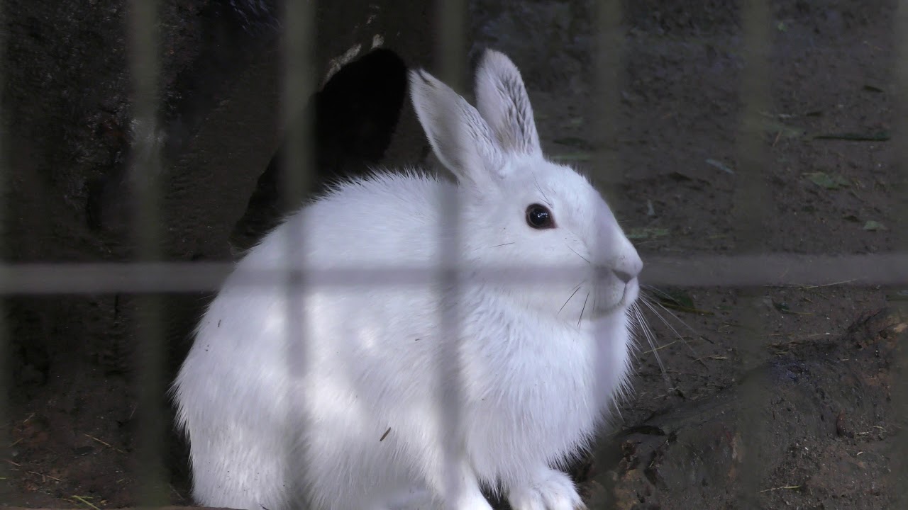 冬毛のトウホクノウサギ よこはま動物園ズーラシア 17年11月23日 Youtube