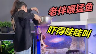 讓老婆徒手拿著食物餵魚體驗養魚的樂趣卻被嚇得撒腿就跑