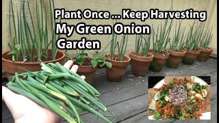 Growing & Harvesting My Green Onion Balcony Garden