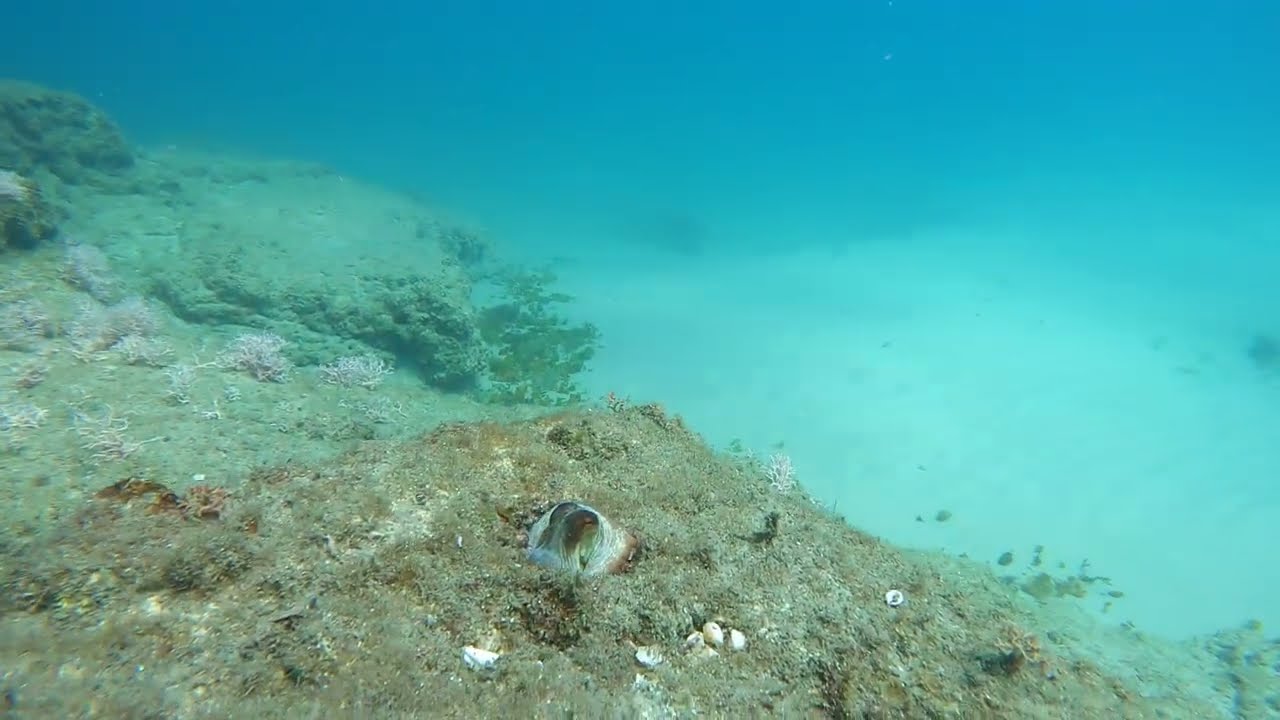 העוגן והתמנון ❤🌊🐙