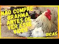 Não compre galinha Brahma antes de ver esse vídeo