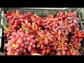 виноград Изюминка - сигнальный урожай