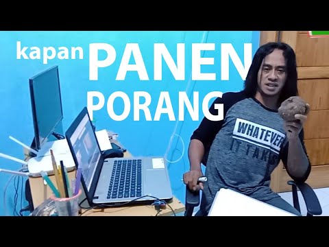  BERAPA  LAMA  PORANG BISA  DI PANEN YouTube