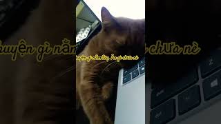 Chuyện gì nằm đây. Ăn gì chưa nè #chibatv #happy #cat #xuhuongyoutube #meo #catlover #meow #mèo