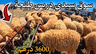 358 |🥰 أثمنة حولي العيد من سوق سيدي دريس طنجة بتاريخ 20|05|2026 🔥🇲🇦