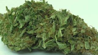Lambs Breath Strain from GG Mercantile, Denver, Colorado