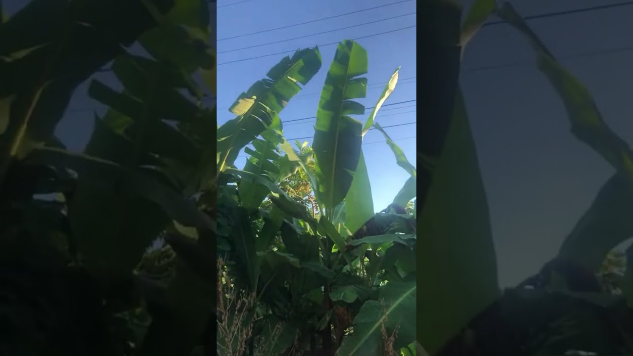 Natural Life with Althea  is live 💚 for kool vibes only please tune in @kool vibes only connect