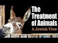 THE TREATMENT OF ANIMALS: A Jewish View - with Rabbi Michael Skobac - Jews for Judaism