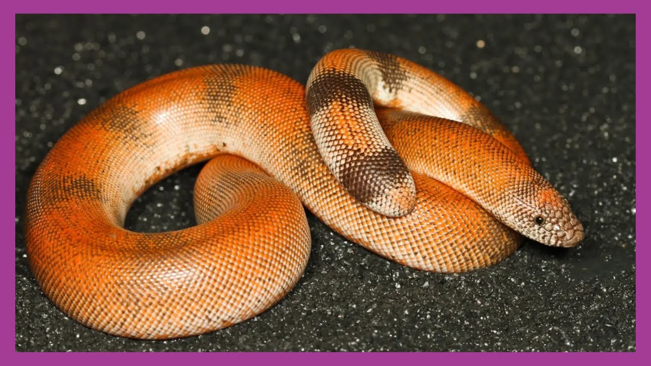 Indian Sand Boa (Eryx johnii)