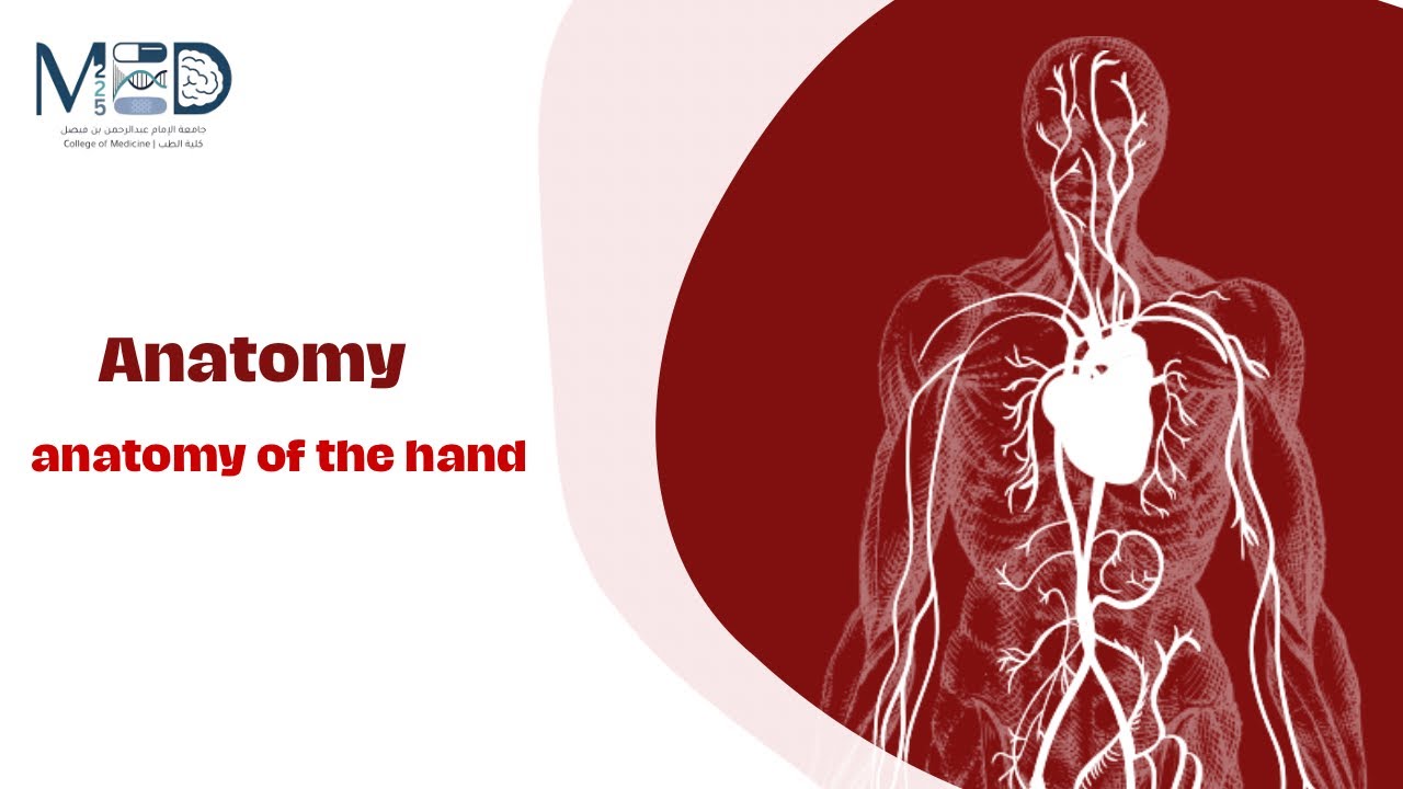 Anatomy of the hand 