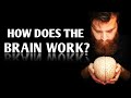 How does the brain work?  |  Dr. James Cooke