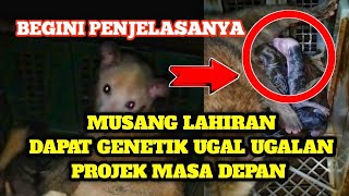MUSANG LAHIRAN WOW ANAKNYA GEN UGAL2N ❗❗