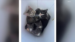 10 cats left in garbage can in Stroudsburg