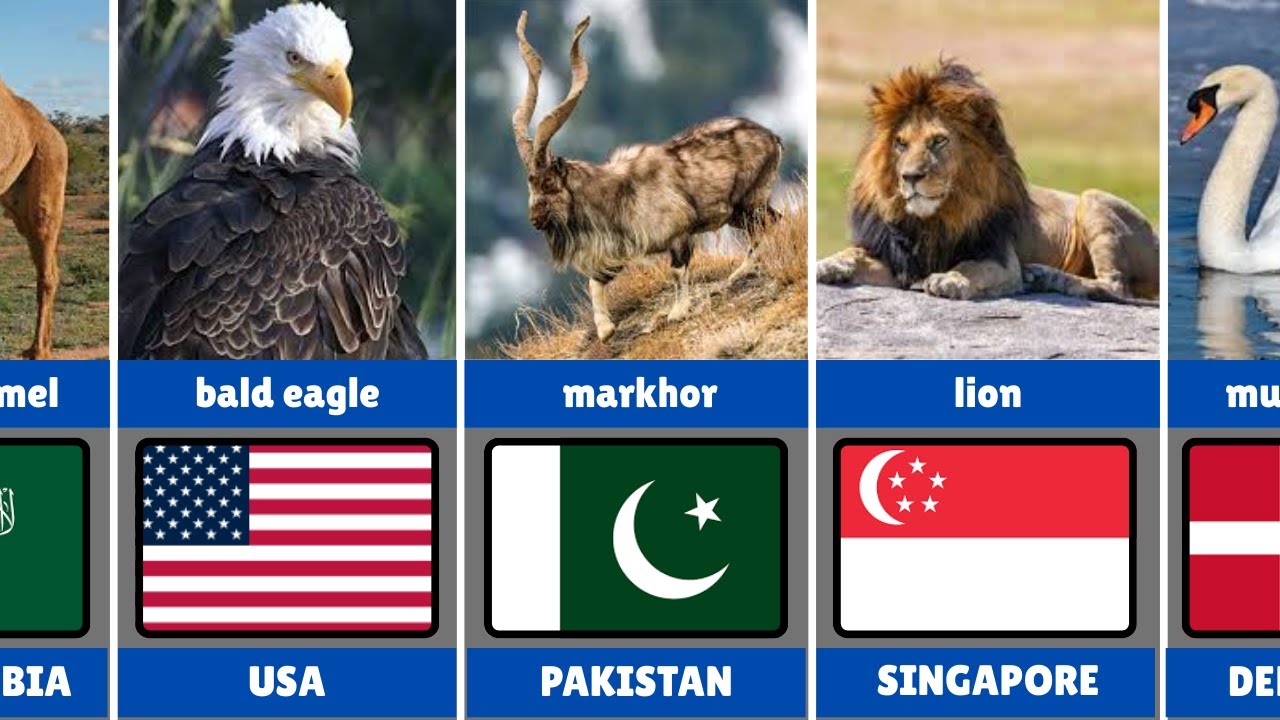country with their national animal🌍