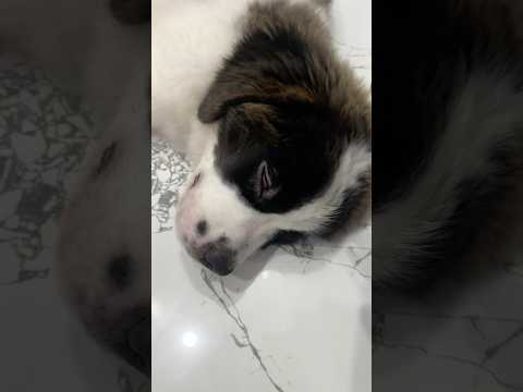 What Happened to My Puppy?! 😢 | Saint Bernard Naina’s Scary Day