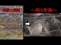イノシシは1年間でこれだけ成長する