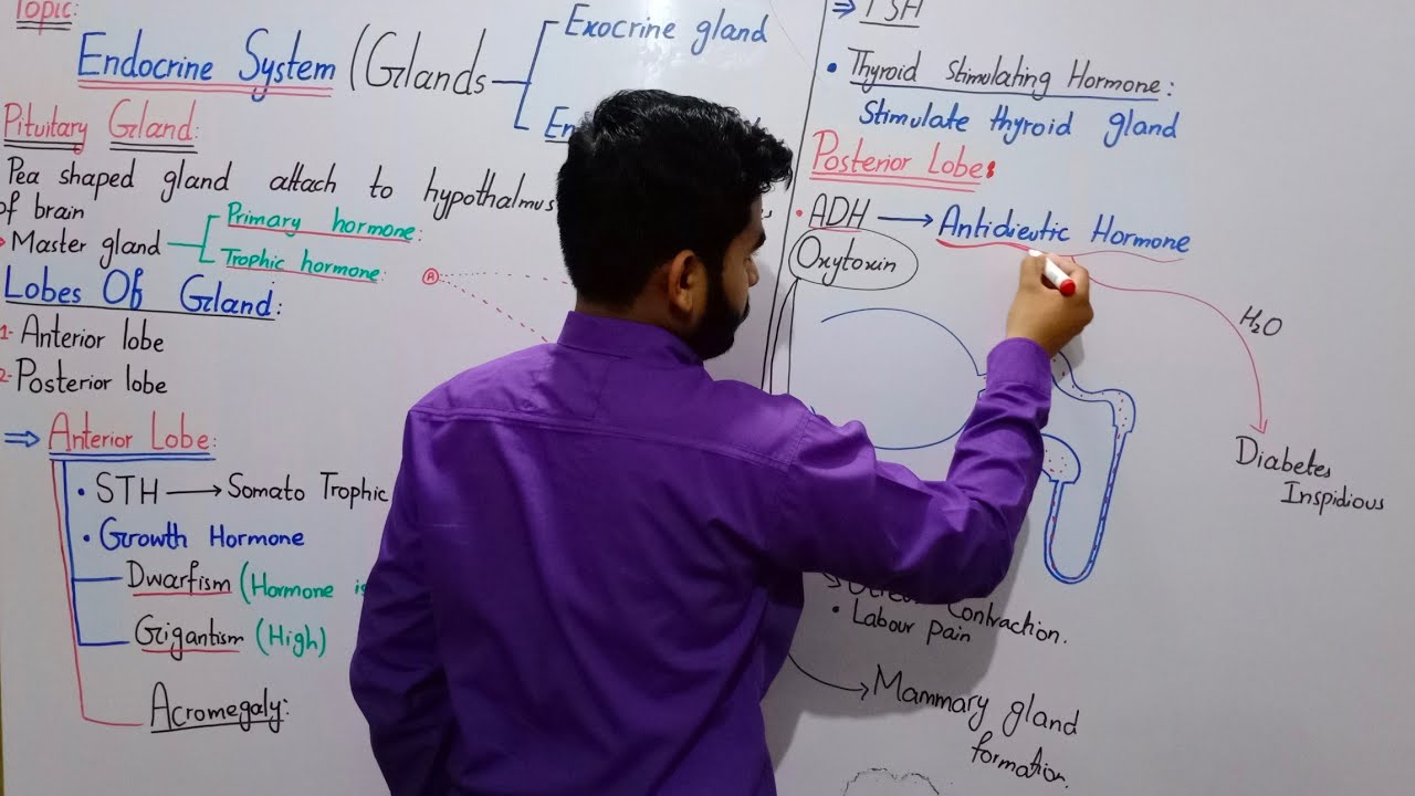 Pituitary Gland Class 10 In Urdu Hindi By Mr.Hadi | Endocrine System ...