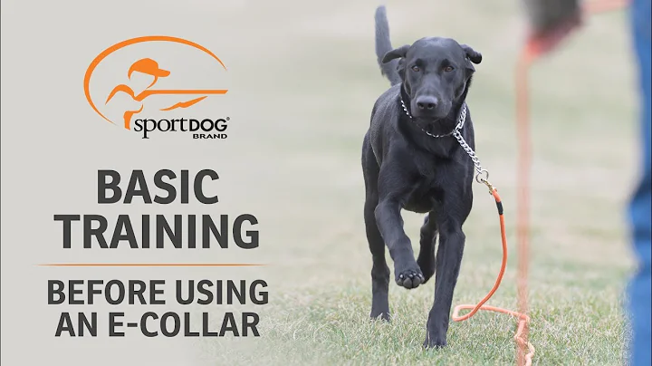 Basic Training :: Before Using an E-Collar