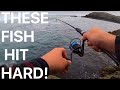 THESE FISH HIT HARD! Lure fishing off the rocks for Wrasse