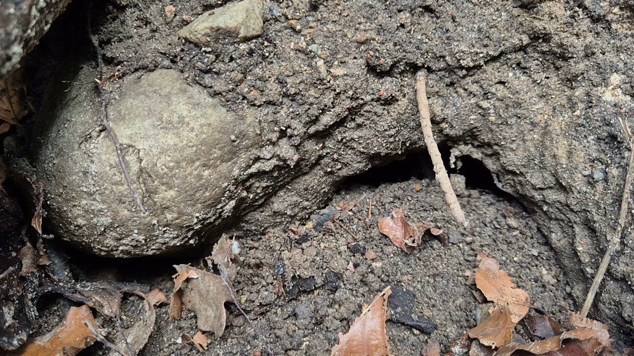 Familie Plüschmors bei der Arbeit