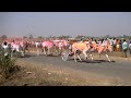 Bullock cart race kudubandi at nej  march 2019