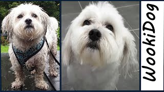 Maltese Shih Tzu Grooming | WookiDog wash day