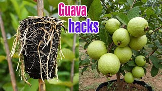 LIVE🔴🌿Air Layering Guava Tree | Easy Propagation Method for Beginners #livestream #live