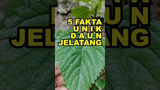 5 Fakta Unik Daun Jelatang