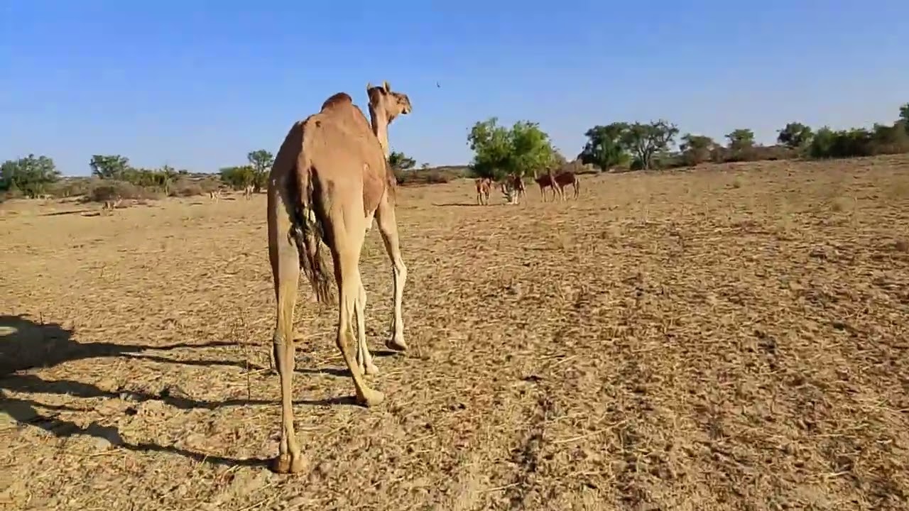 Animal Vlogs! Thar Desert camel vlog 🐪 #camel #animals #nature 