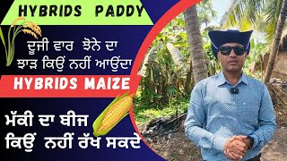 ਹਾਈਬ੍ਰਿਡ ਝੋਨੇ ਅਤੇ ਮੱਕੀ ਦੇ ਬੀਜ ਦੋਬਾਰਾ ਕਿਉਂ ਨਹੀਂ ਝਾੜ ਦਿੰਦੇ paddy and maize hybrid F2 yield problem