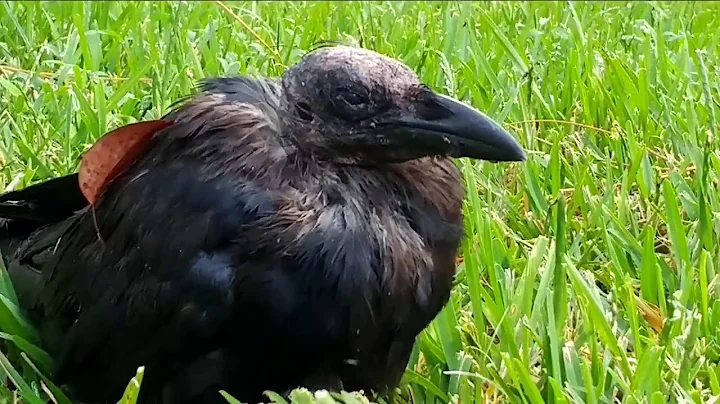 What you should do if you find an injured bird