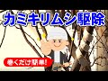 【カミキリ虫対策】微生物殺虫剤って聞いたことありますか？？カミキリムシに効く！！まったく新しい微生物農薬！！作物がやられてしまう前にカミキリを見つけたらすぐに施工しましょう。