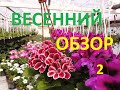 Пеларгония. Ампельная петуния. Гвоздика. Фуксия. ОБЗОР ЦВЕТОВ! Весна 2020 год.