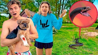 A Snake Attacked Our Dog Will He Be Okay