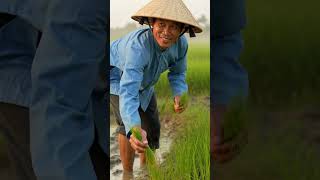 Real Life of a Traditional Vietnamese Farmer #VietnameseFarmer #RiceFarmer #VietnamRiceFields