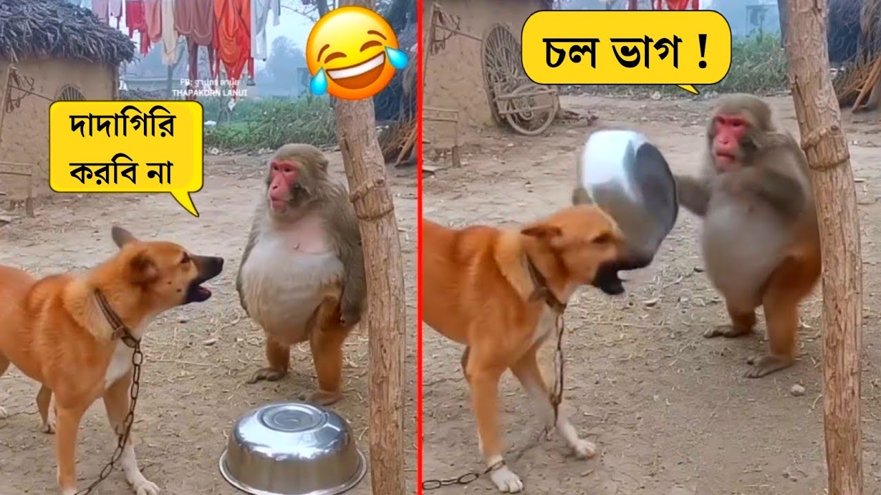 পশুদের মজার কর্মকান্ড  😂 | Funny Animals Video 2025 |  Mayajaal | Bangla Rides