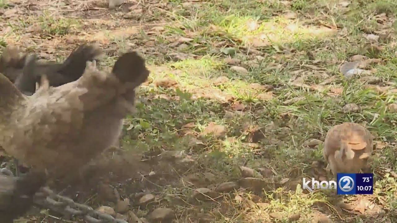 Bird birth control—could that solve the feral chicken problem? YouTube