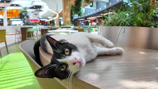 A cat cafe in a shopping mall food court?!